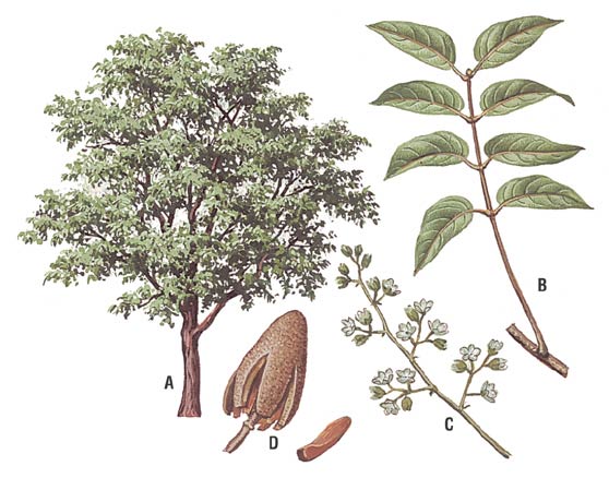 File:Caobo - Cedro caoba (Swietenia macrophylla) (14557718478).jpg -  Wikimedia Commons